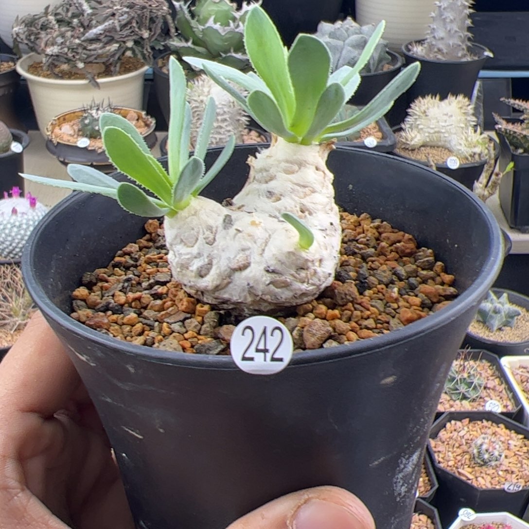 刨花厚敦菊一物一拍242