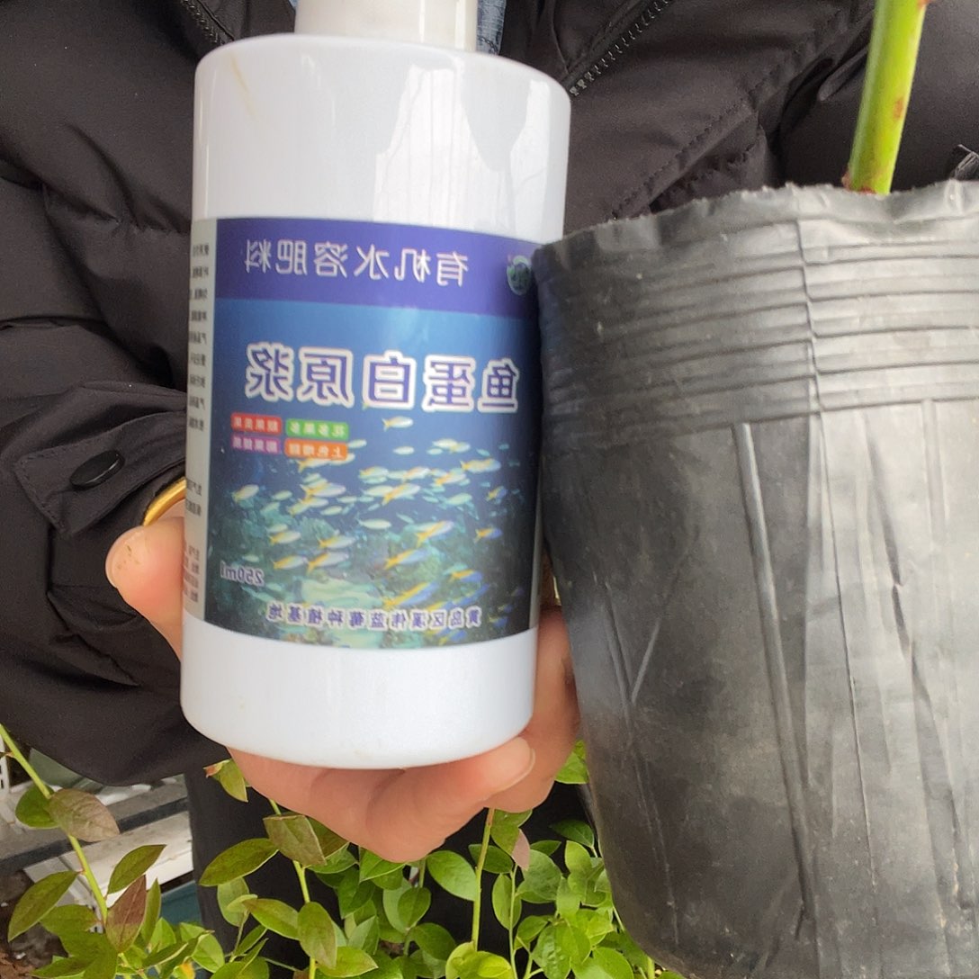 鱼蛋白送一棵修剪的33c y