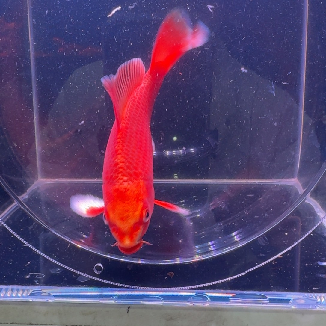 红色蝴蝶鲤10到15公分