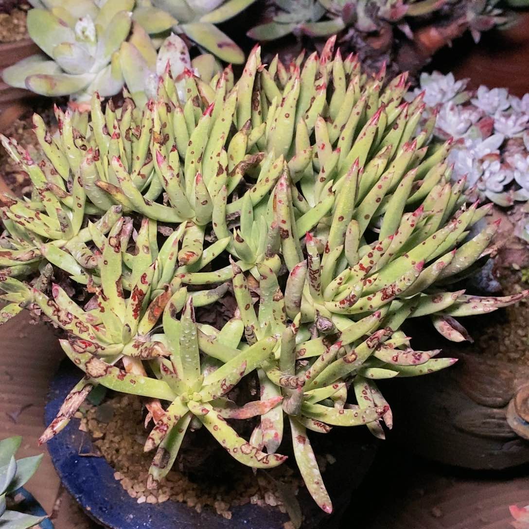 【闪购商品】哈哈哈哈绿菊多肉1327