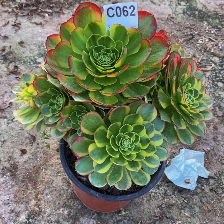 奶白锦多肉植物062