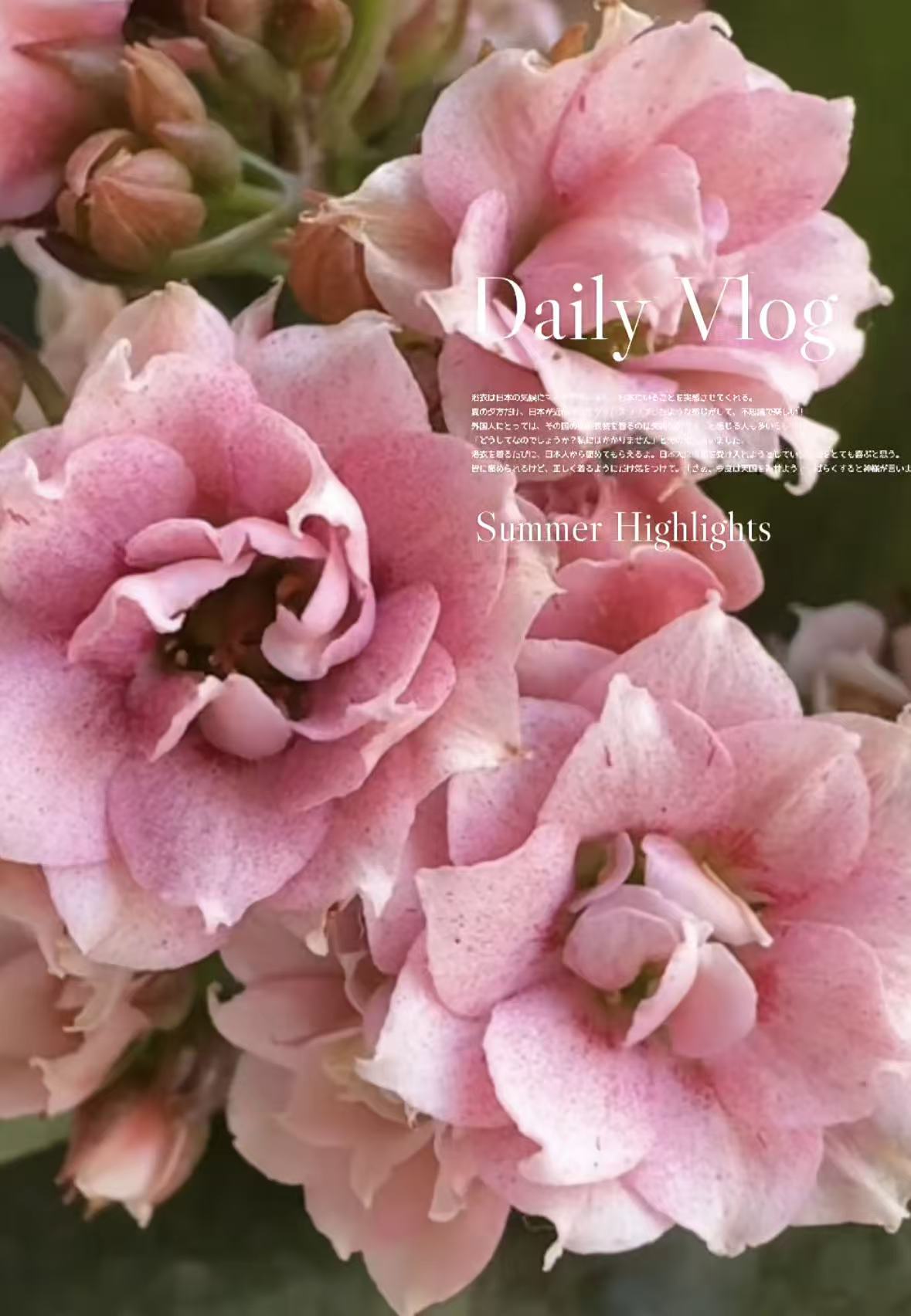 【幻彩柔粉】130盆重瓣长寿花