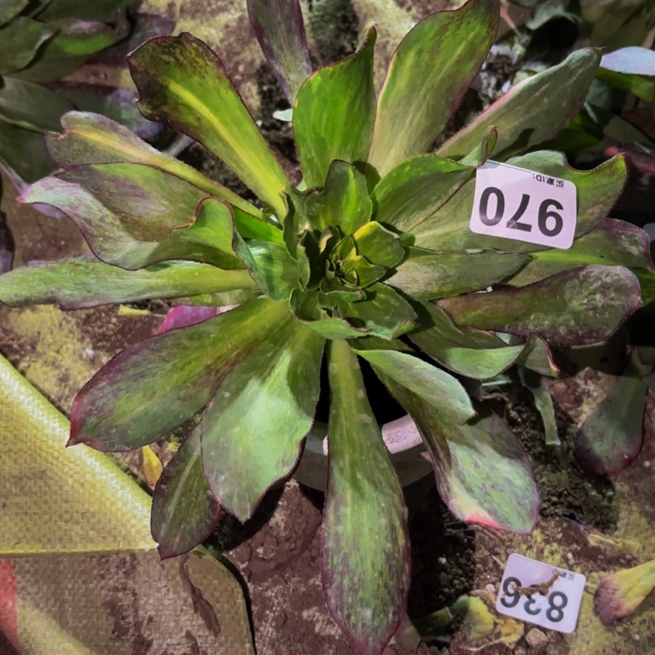 970魅影七彩多肉植物不售后