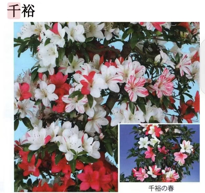 臬月杜鹃花一年苗