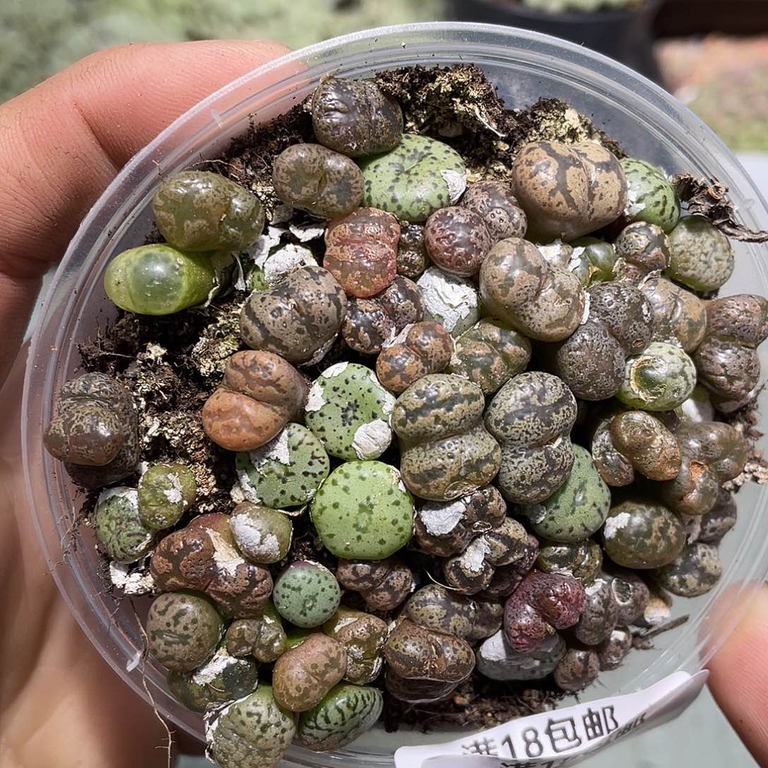 437当天凑满十八元包邮生石花