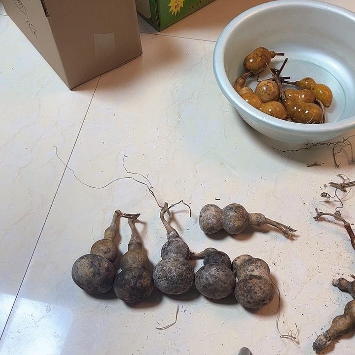 老*花皮粗嘴葫芦天天开心