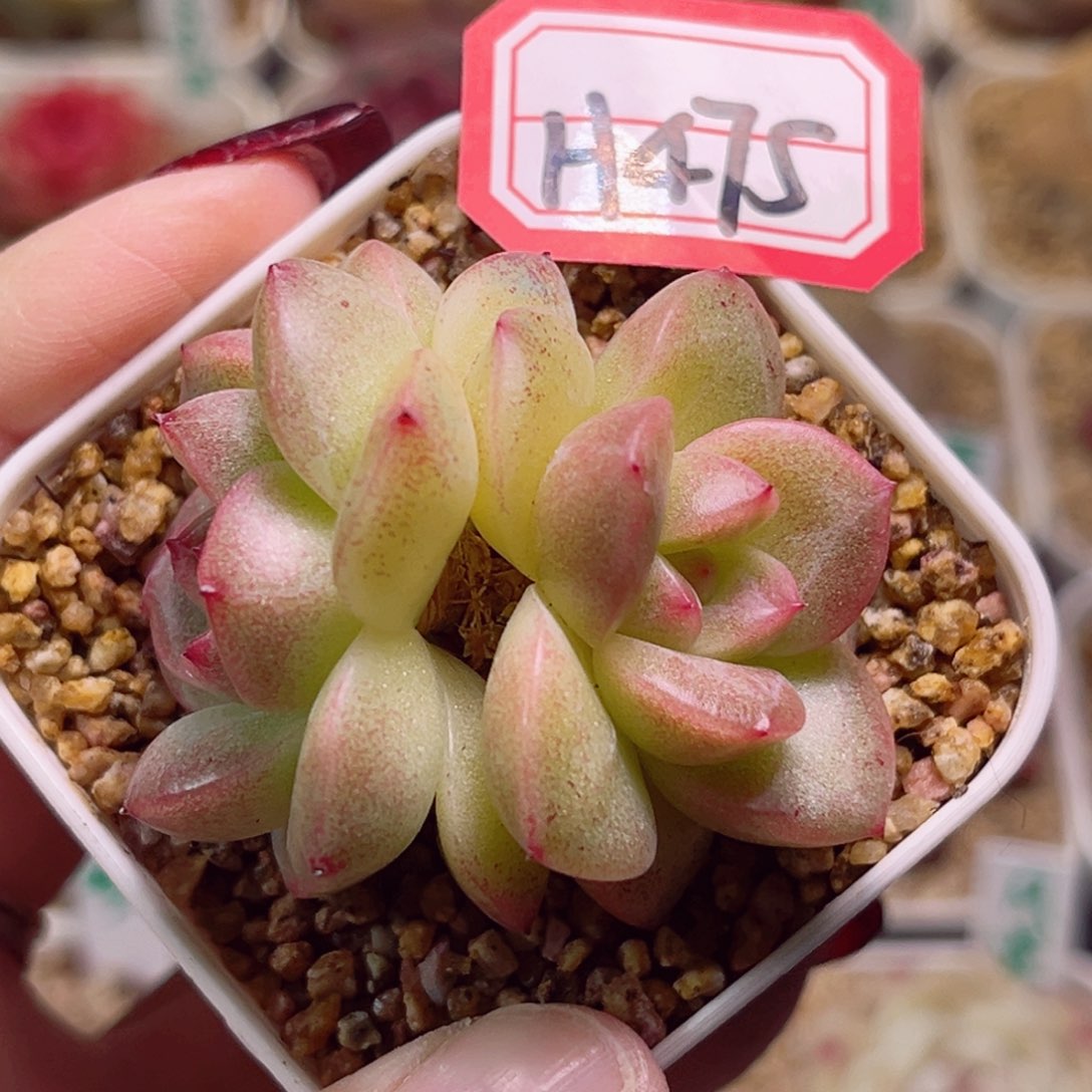 H475一物一拍 抹茶泡泡