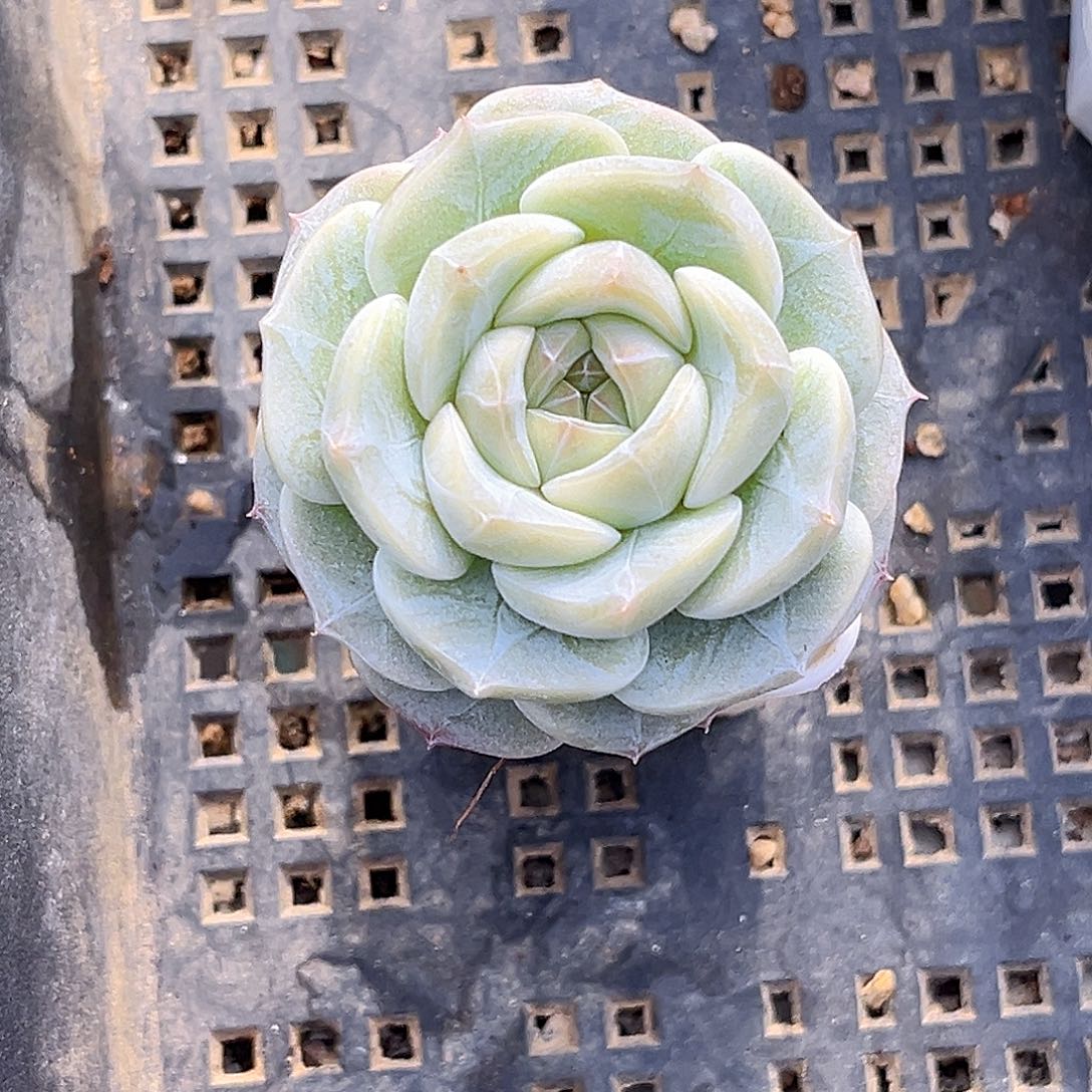 冷***冷888  新品珍妮多肉18包邮