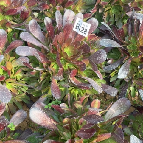 128梅花不包断枝