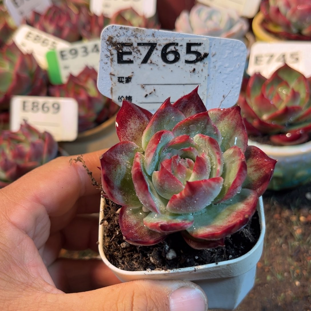 惊鸿一瞥765号多肉