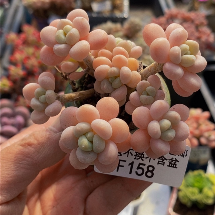 鱼子酱7cm158多肉植物