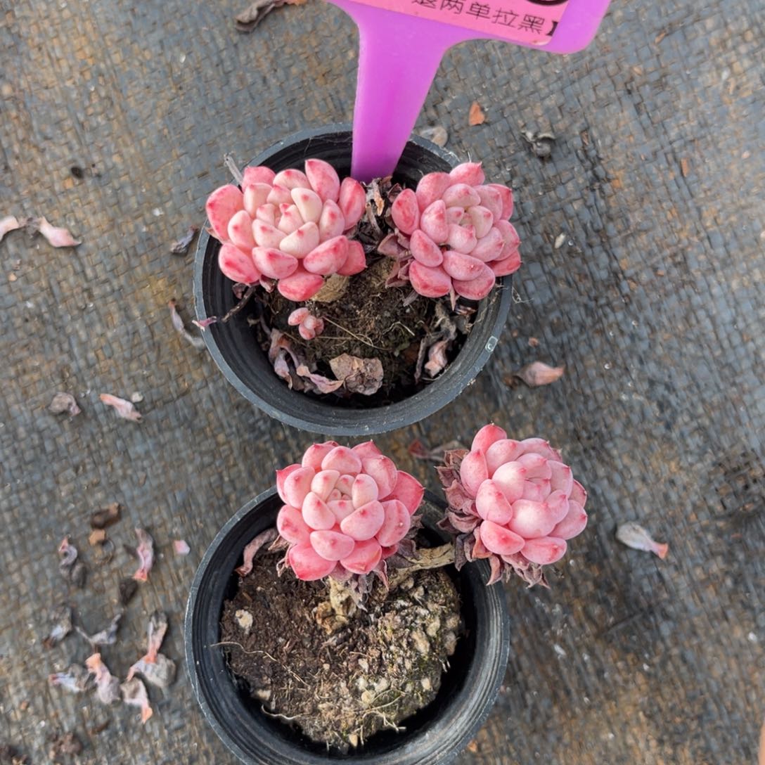 云尘多肉一物一拍1535