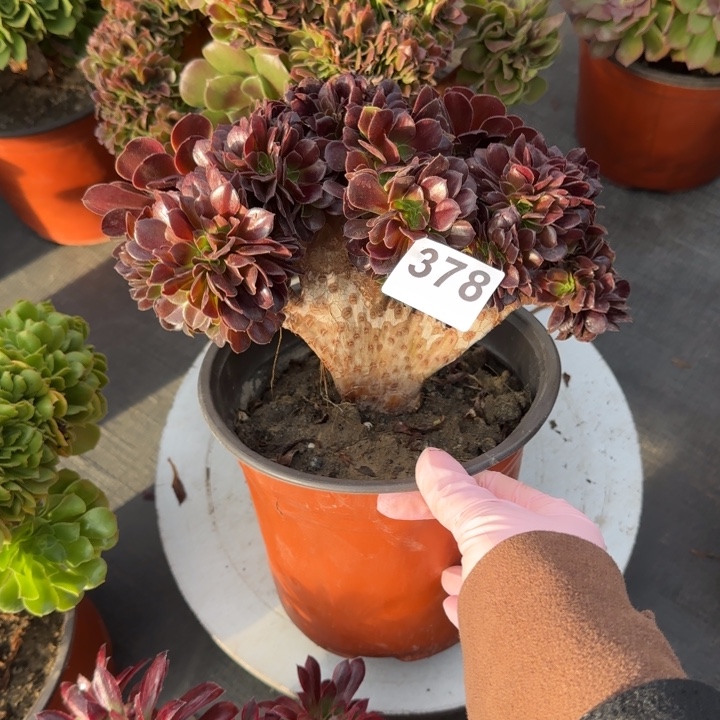 多肉植物欧紫缀378