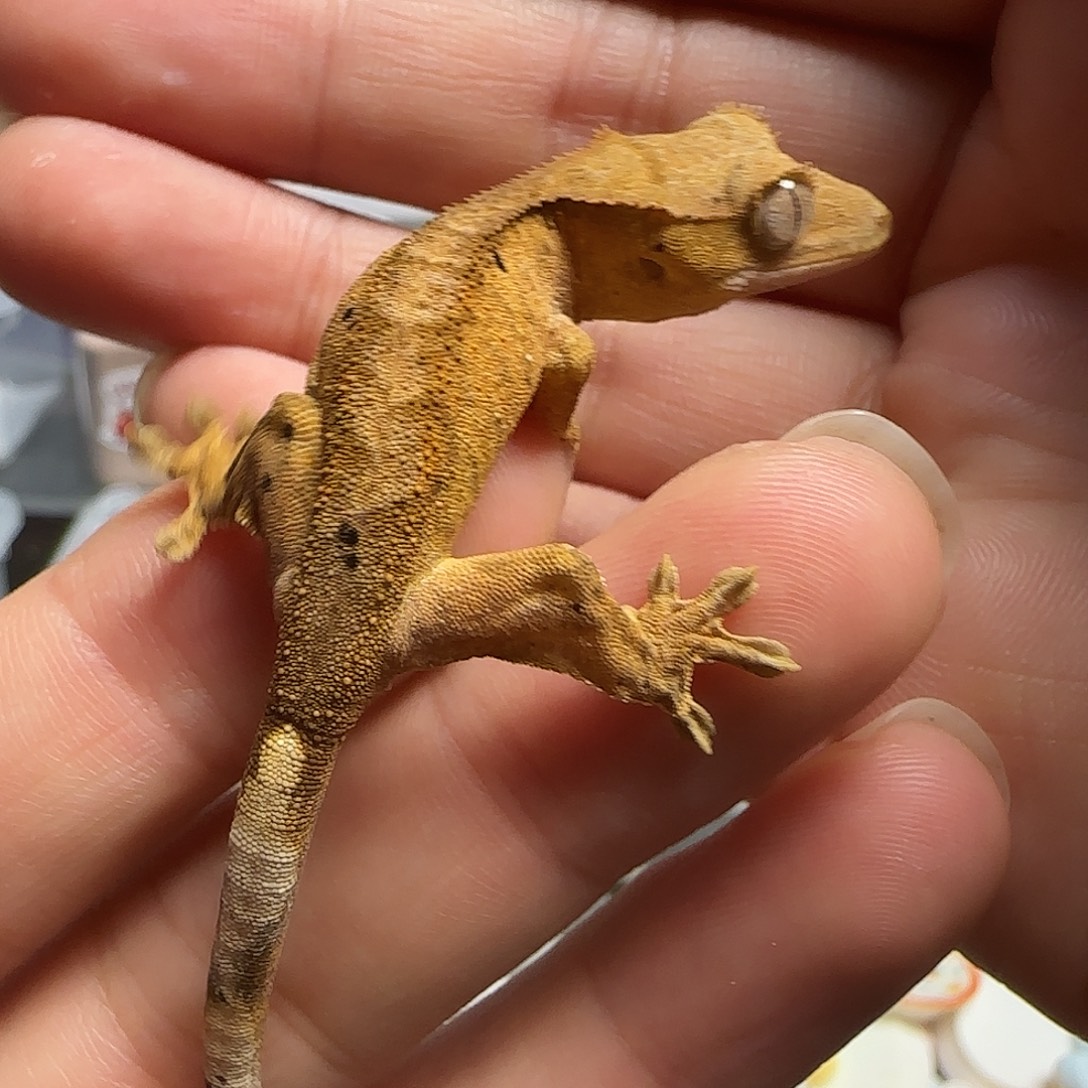 睫角守宫睫角守宫大幼