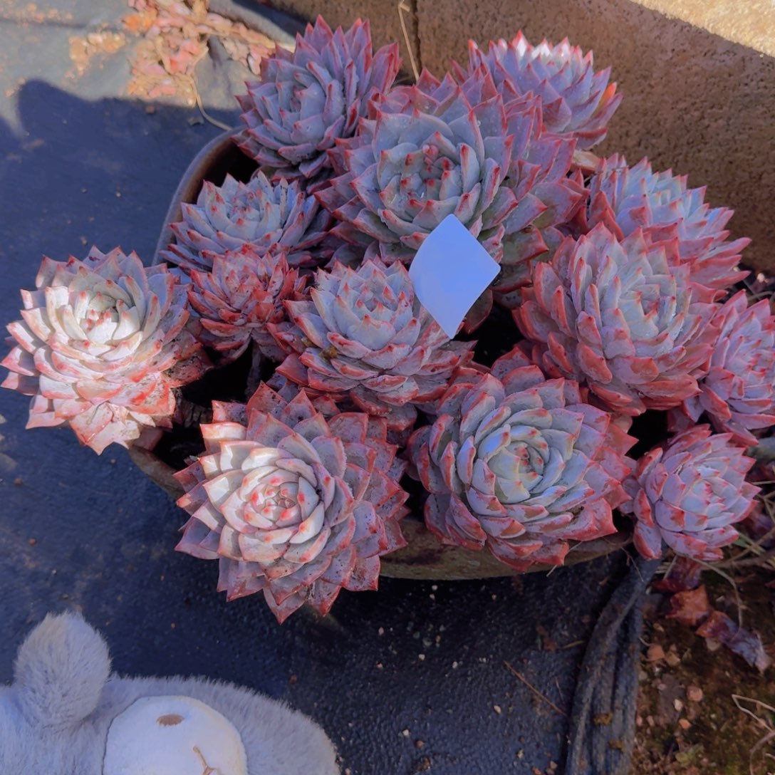 J***X粉蓝要带盆发物流