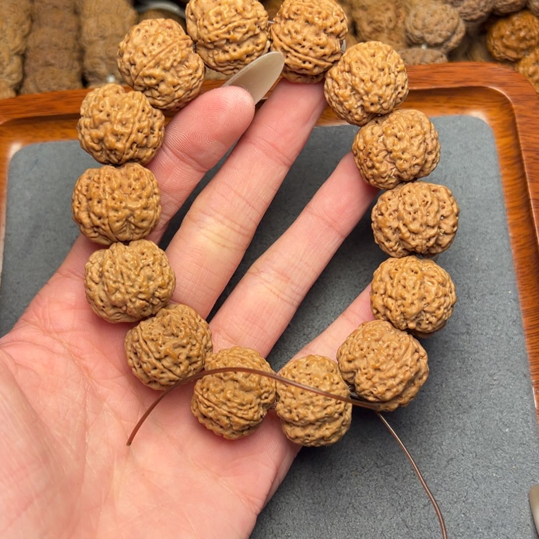 菩提6号尼泊尔大金刚21.5安娜梅花蜂王