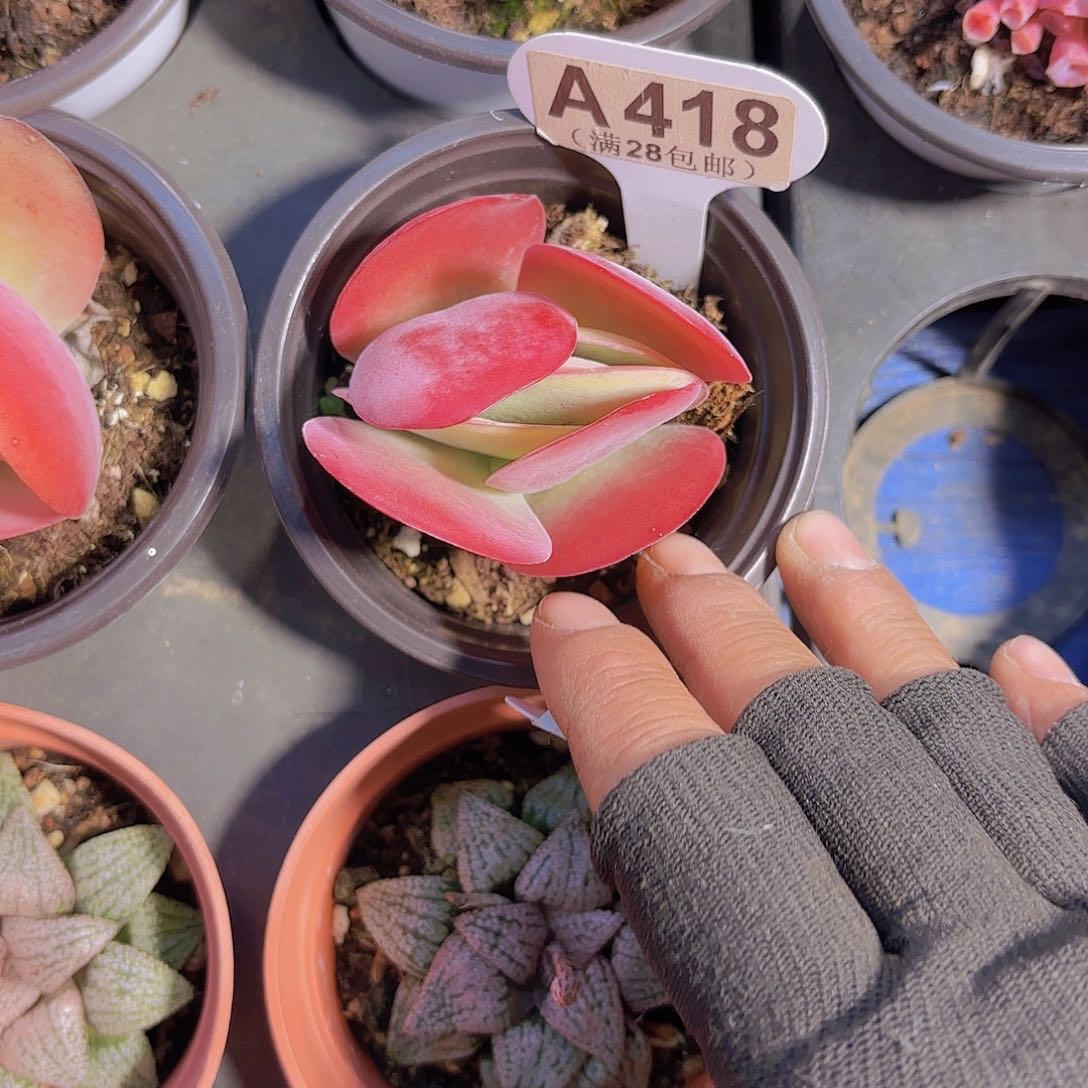 A418唐寅一物一拍