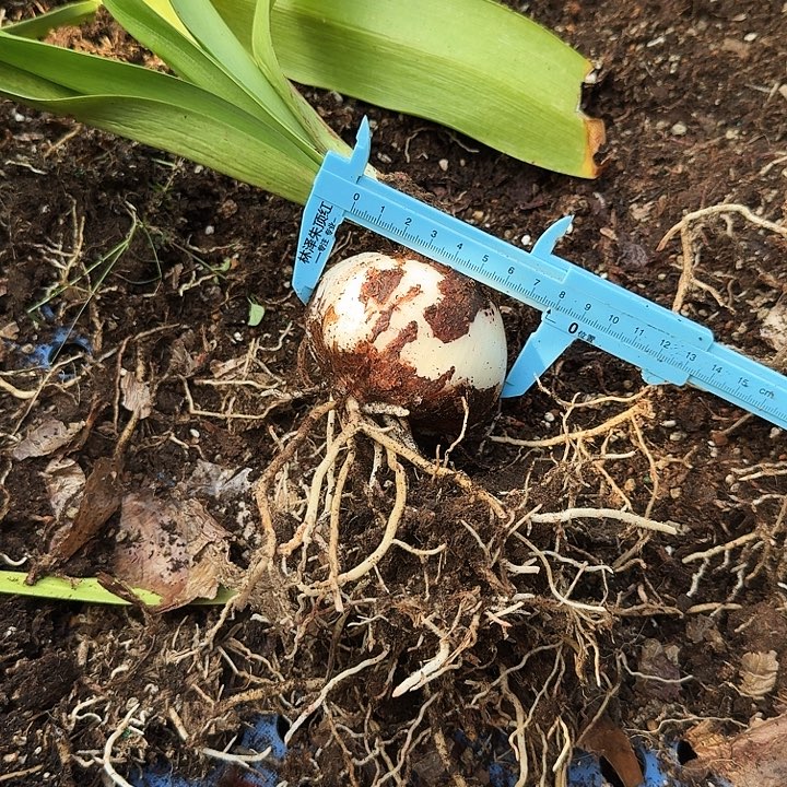 清风姑娘朱顶红一棵 7+