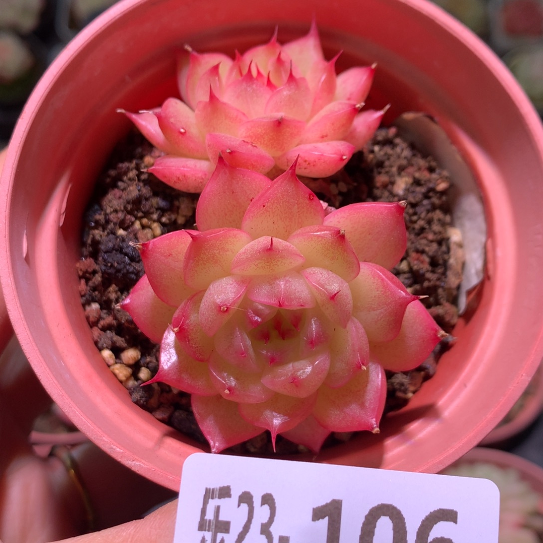 乐然23-106 海王双头 