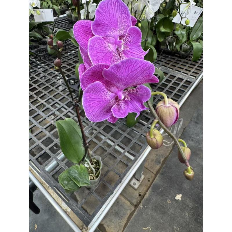 [六号]蝴蝶兰室内精品花卉昆明直发