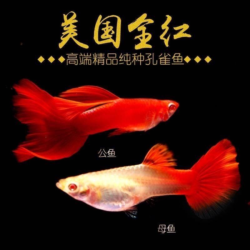 精品美国全红小型热带孔雀鱼淡水热带好养耐活