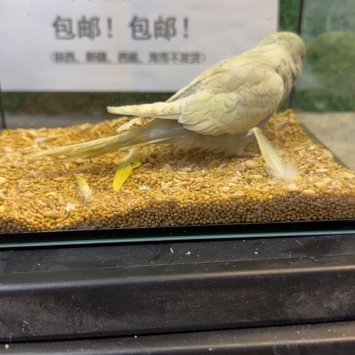 虎皮鹦鹉大头虎皮鹦鹉