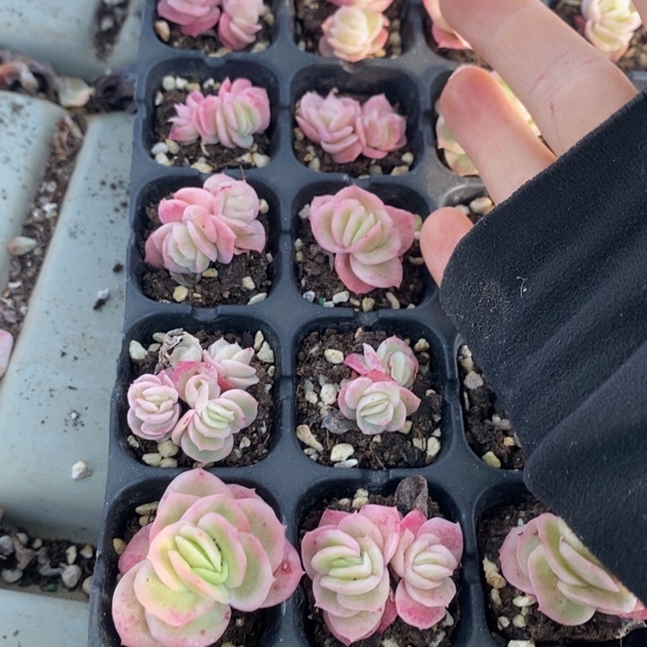 三***卡347 多肉植物盆栽花卉