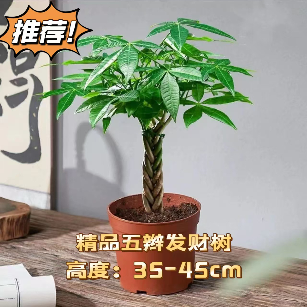 精品五福辫子发财树室内客厅艺术办公桌常青耐旱招财树绿植盆栽