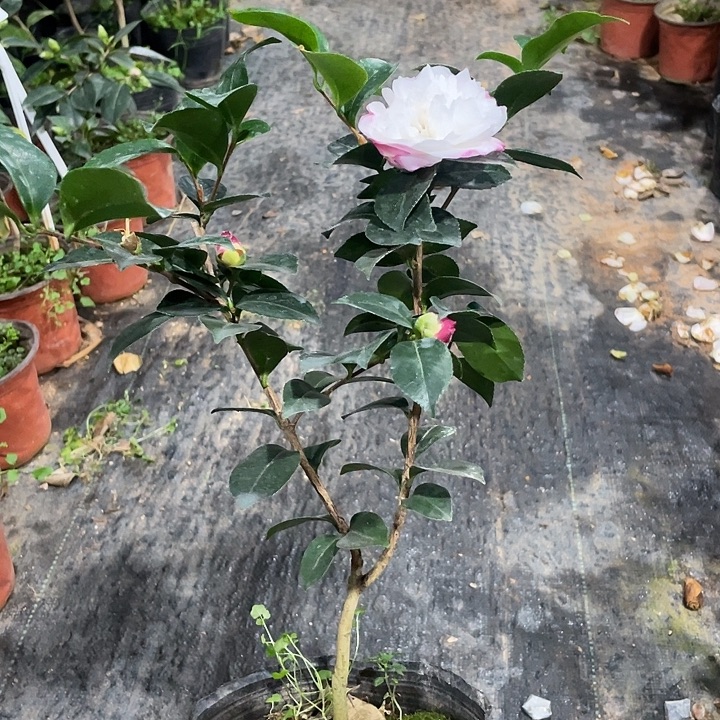 大部分花苞少量开放，朝仓随单