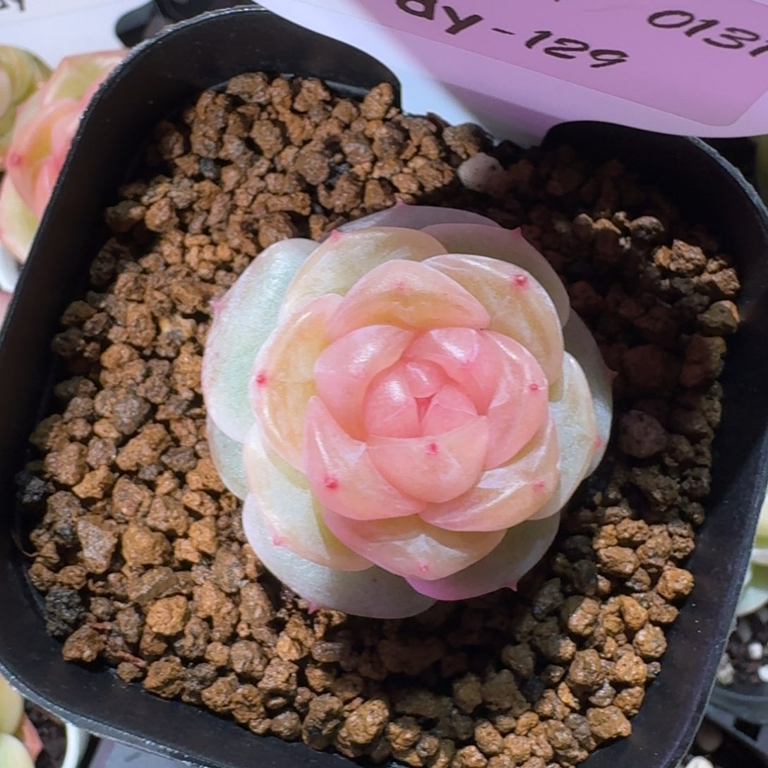 0131-0129-粉心单头一颗