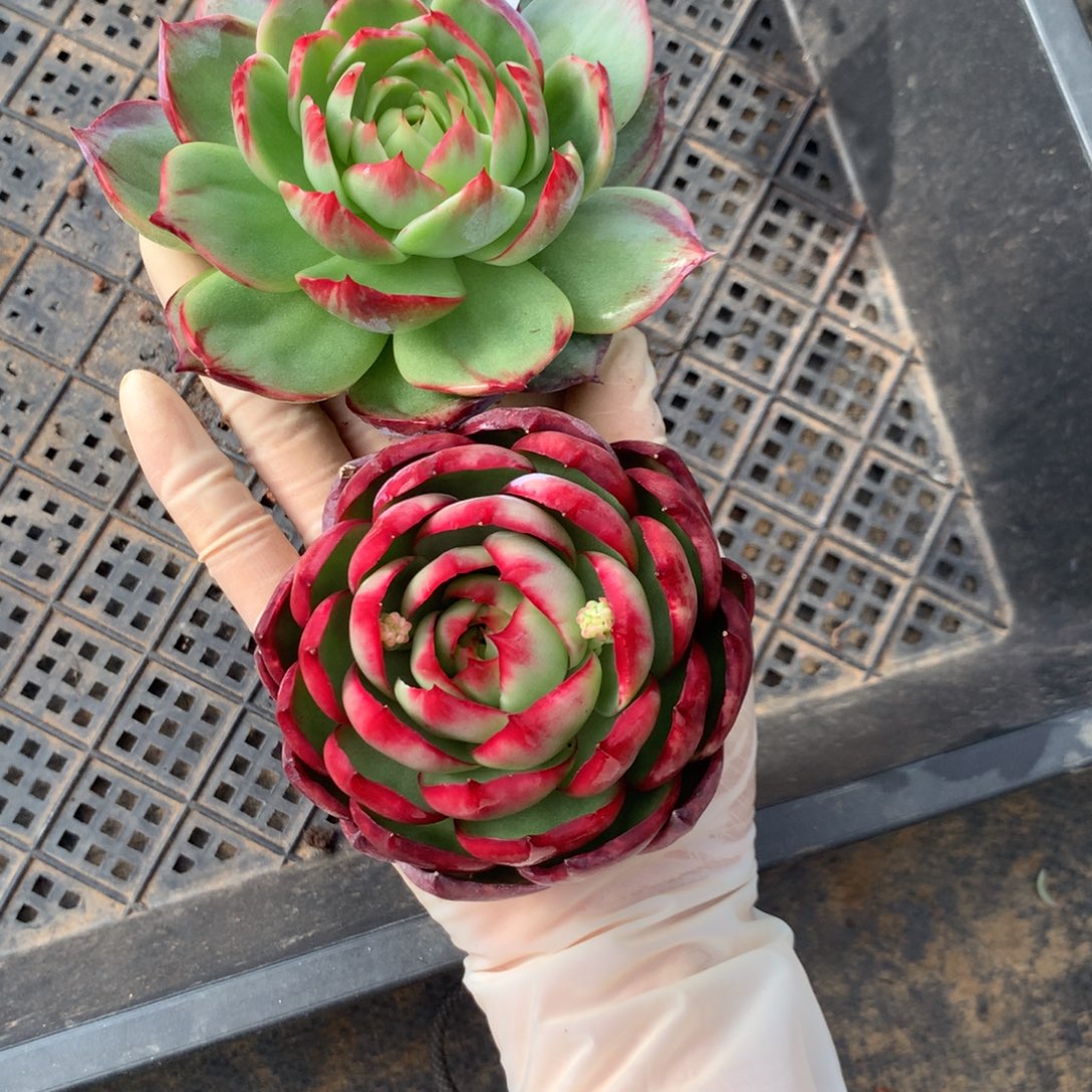 心***海3624一物一拍2颗8厘米