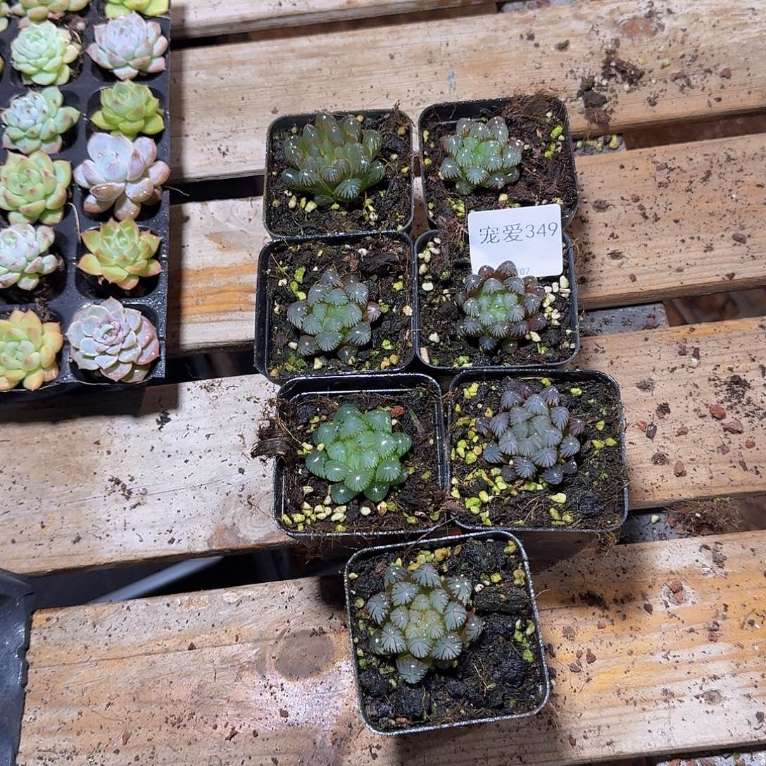 晚上福利一物一拍349