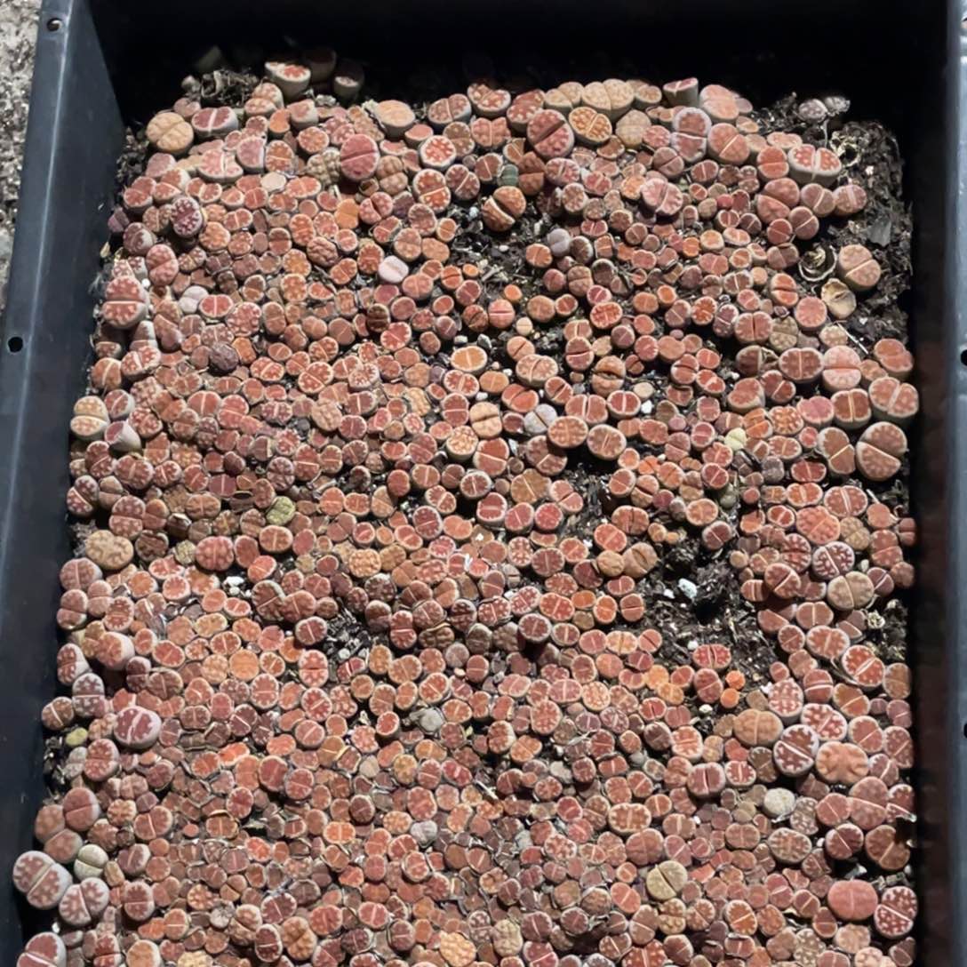 5709福利筐1不售后