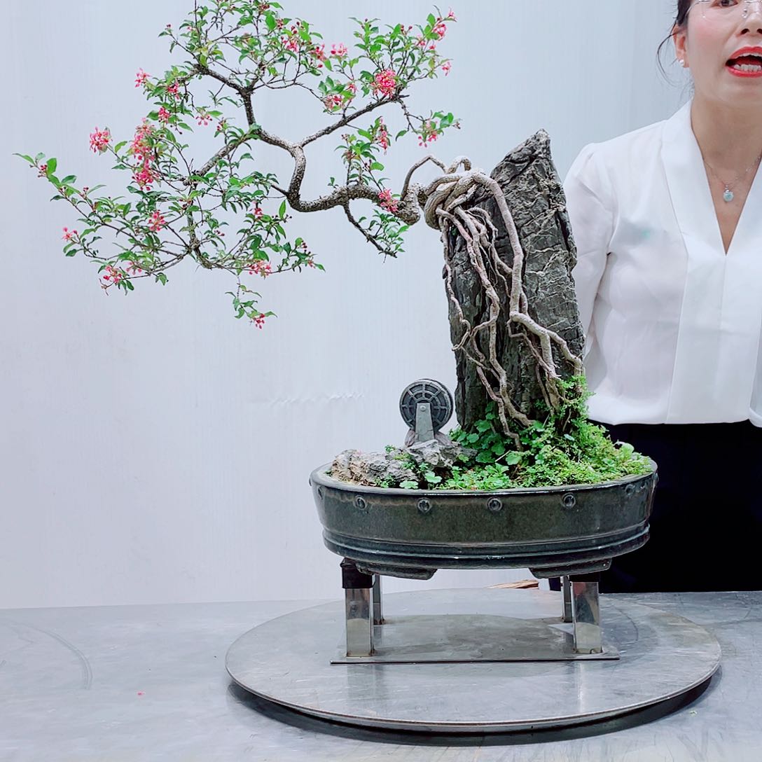 无花朵遥****飞岭南盆景艺术研究中心
