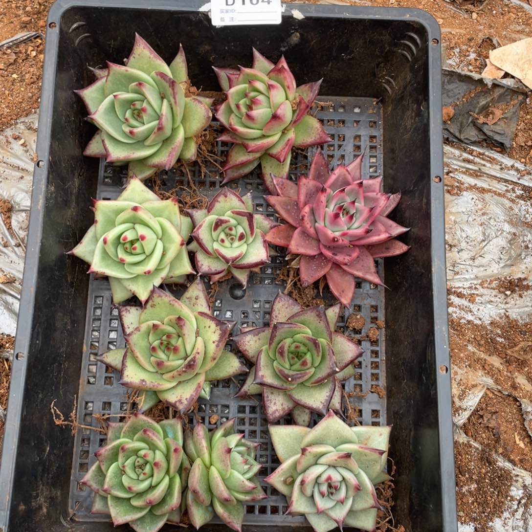 无花朵若如东云组拍D104