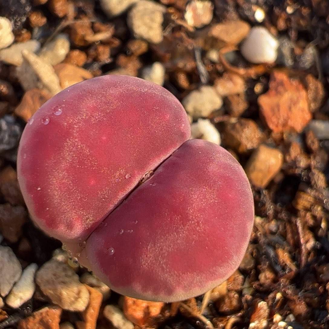 紫菊饼干多肉植物百科