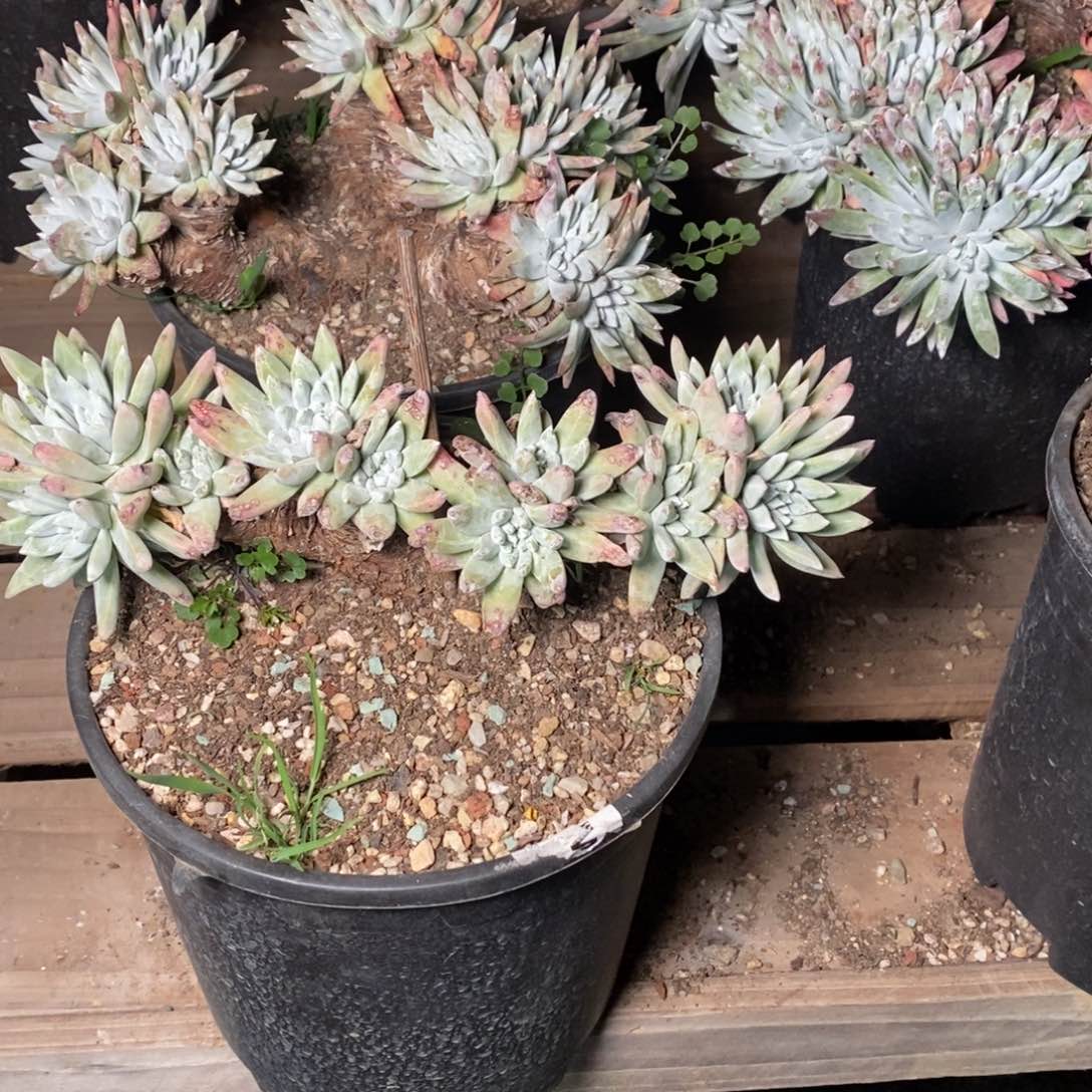 1938苹果叶杂微抗压哈哈哈哈哈哈哈