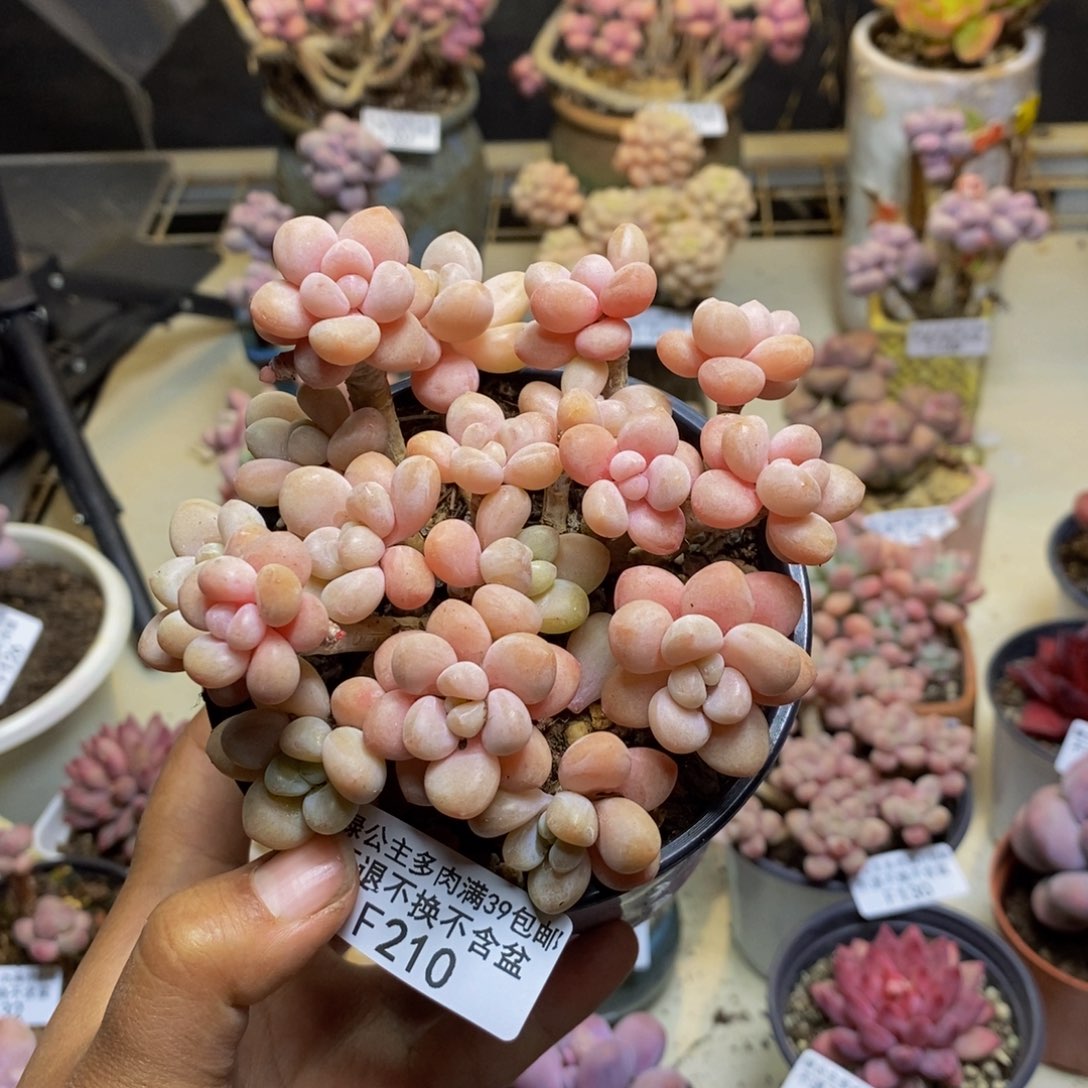 210鱼子酱多肉9c m