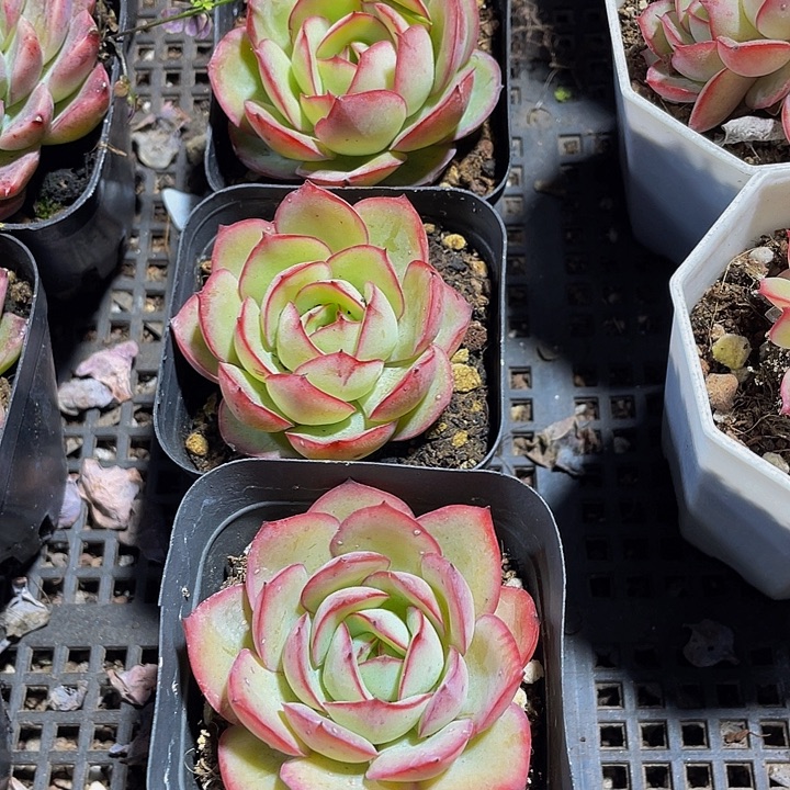 单头牡丹亭带盆土发过