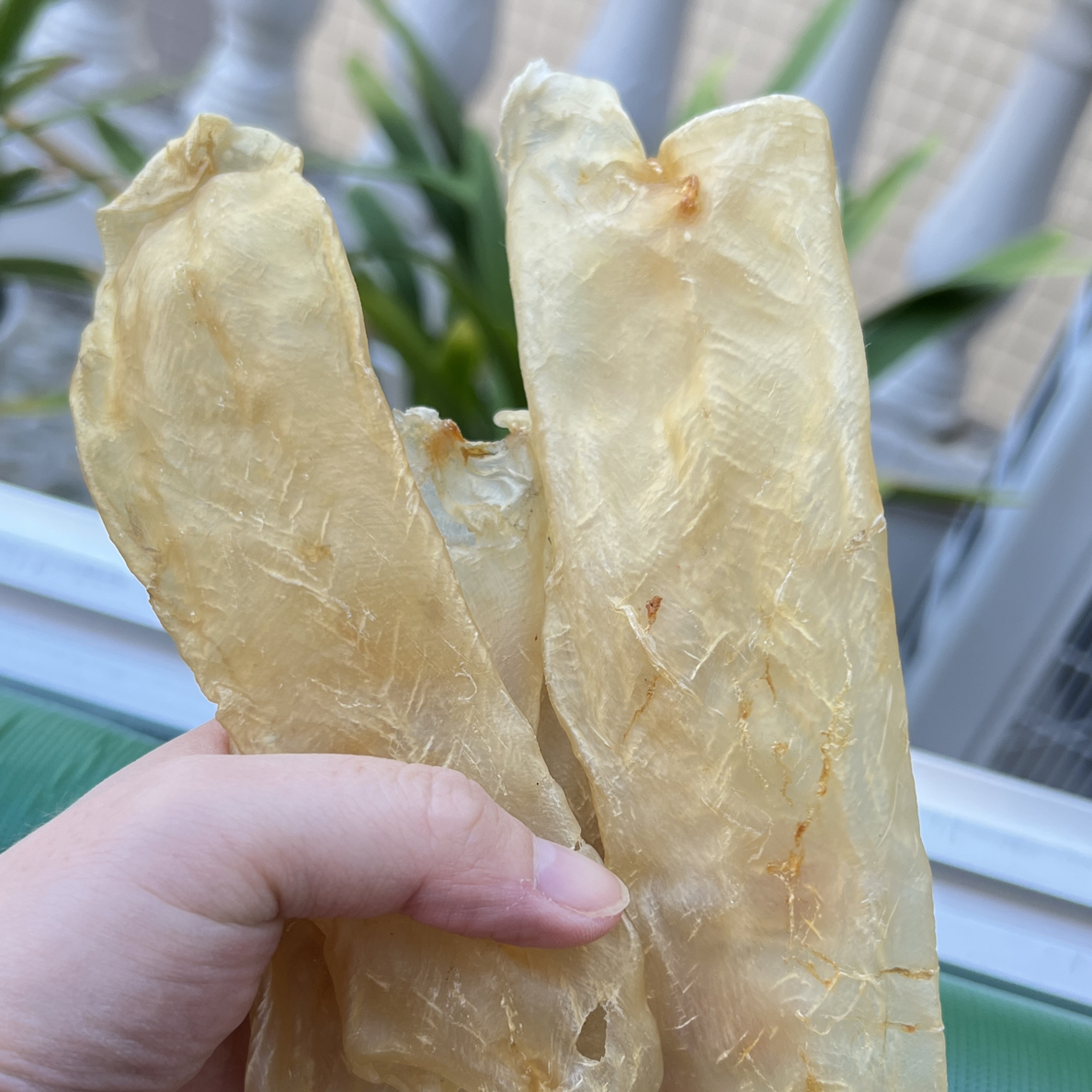   广东南澳   佐罗胶   一斤约38头