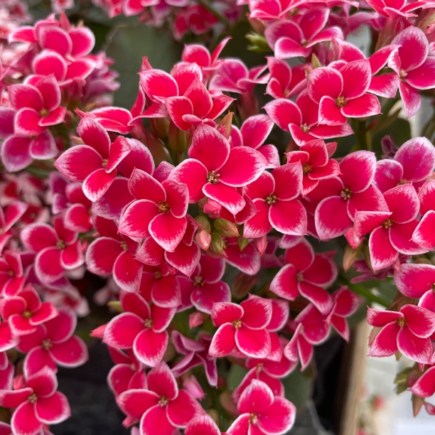 长寿花园～【粉岩丁】130盆 打顶苗