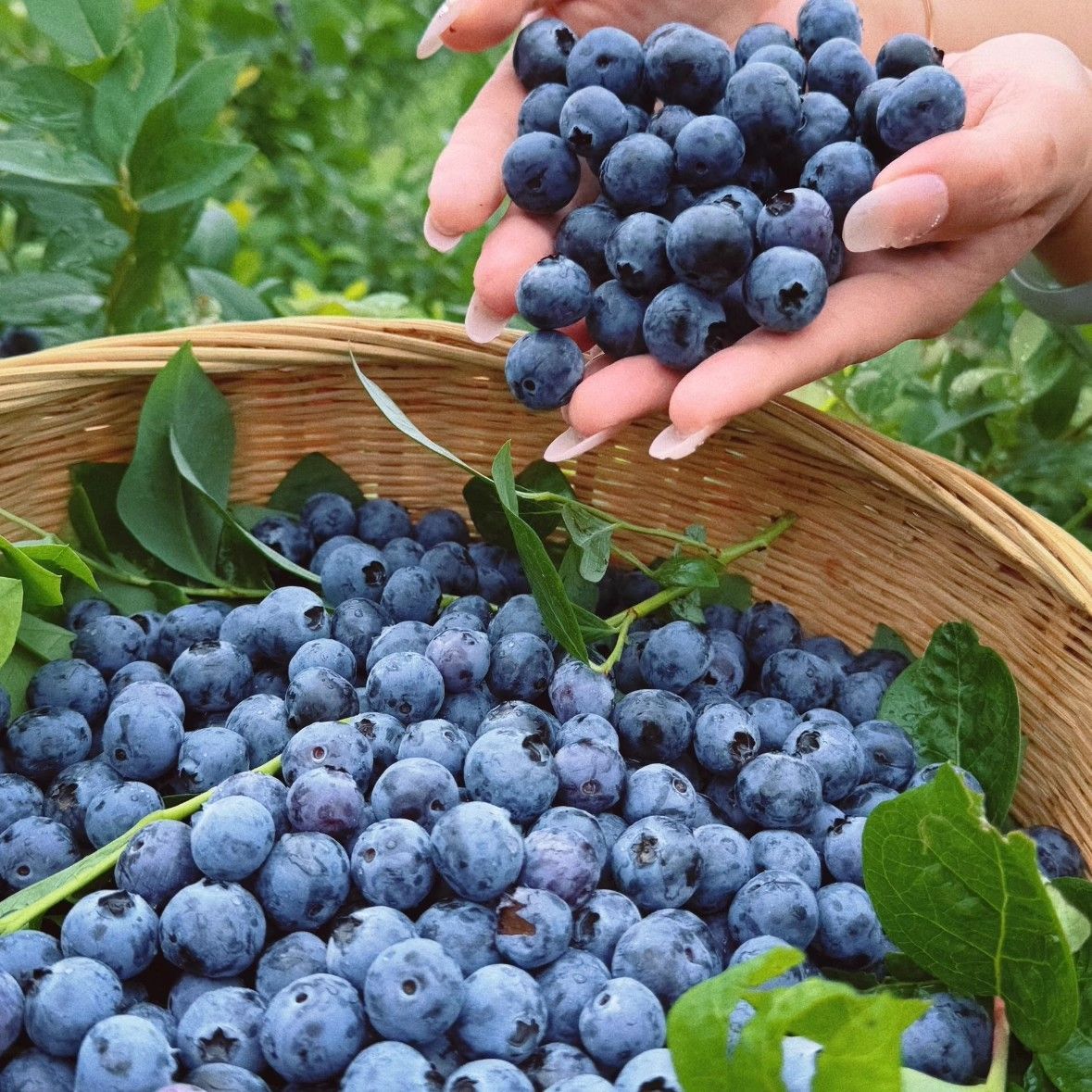 【新鲜大蓝莓】云南露天蓝莓L25新鲜蓝莓大果6两云南省