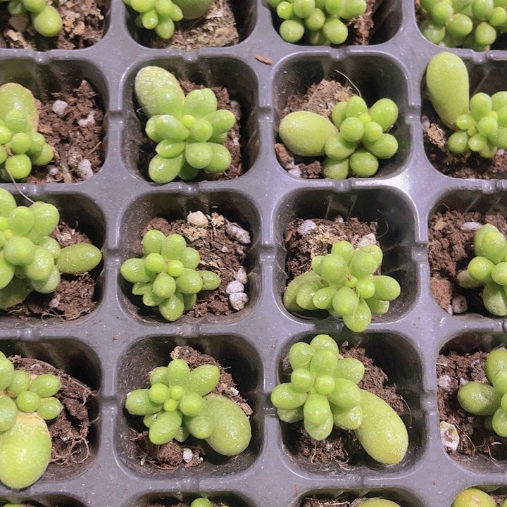 精品绿龟卵多肉植物