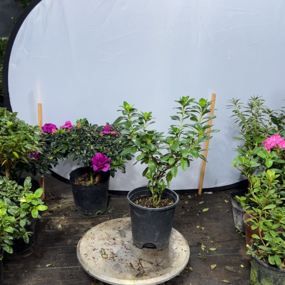 淘***气完全开放粉双樱独特杜鹃