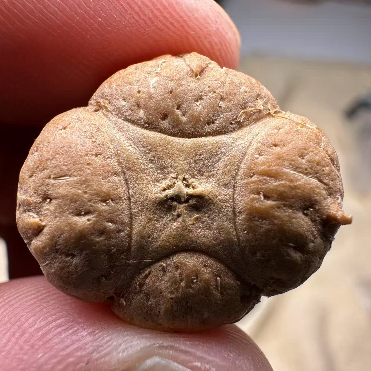 尼泊尔麒麟眼菩提，尺寸23，厚度13，梅花系列