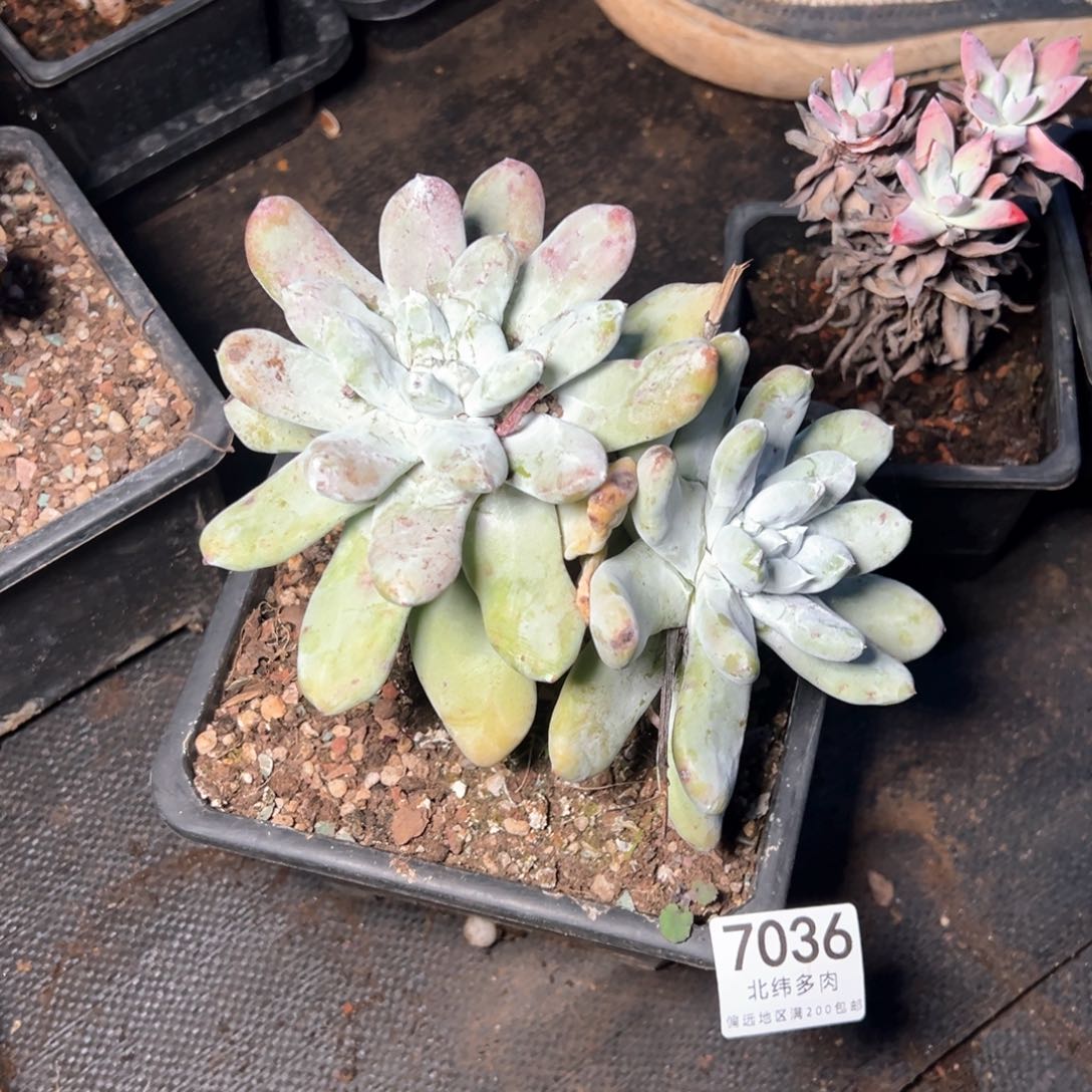 7036哈哈哈哈哈哈哈哈