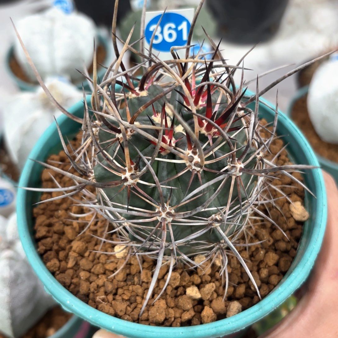 361实生林氏幻虾带盆带土