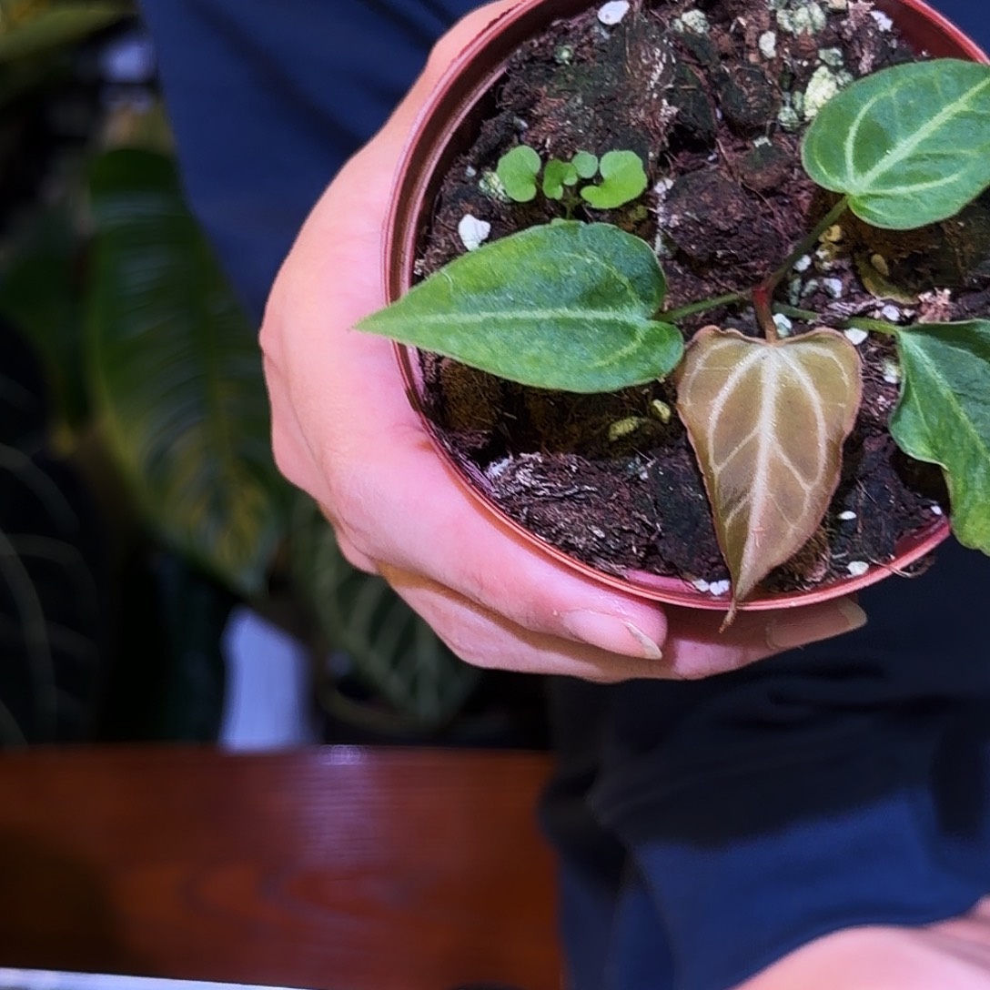 完全开放V150 木克力杂ftg银