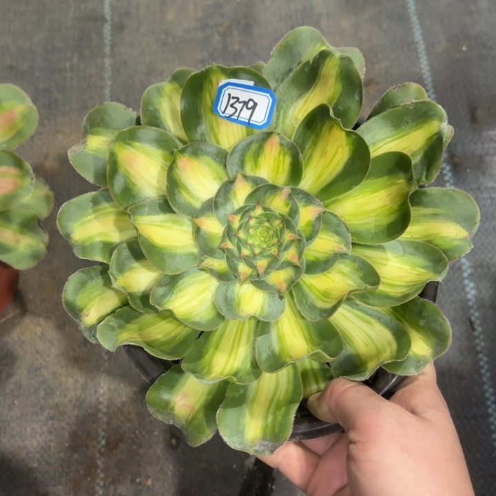 暴君1379法师多肉一物一拍