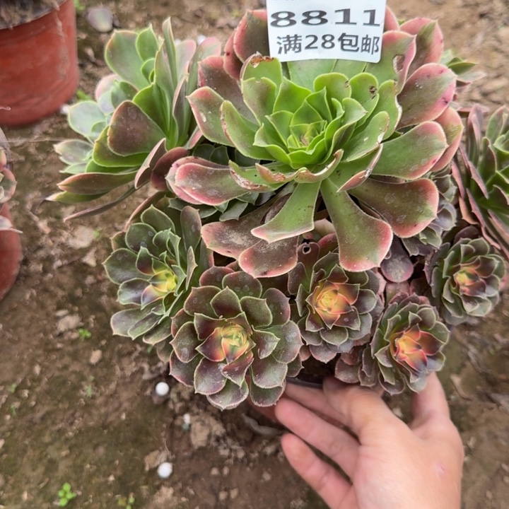 8811二号棚香妃多肉C